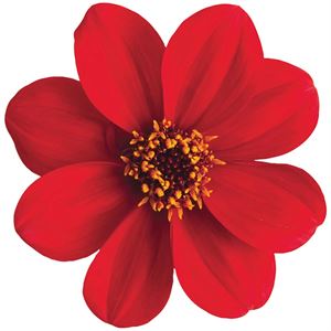 Afbeelding van Ej Dahlia Red
